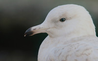 Iceland Gull, (1st Winter) Newlyn Harbour, February 2018