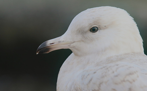 Iceland Gull, (1st Winter) Newlyn Harbour, February 2018