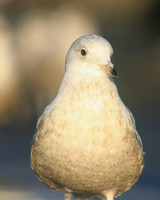 Iceland Gull, (1st Winter) Newlyn Harbour, February 2018