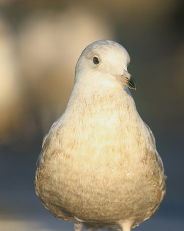 Iceland Gull, (1st Winter) Newlyn Harbour, February 2018