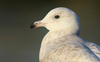 Iceland Gull, (1st Winter) Newlyn Harbour, February 2018