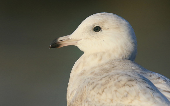 Iceland Gull, (1st Winter) Newlyn Harbour, February 2018