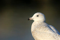 Iceland Gull, (1st Winter) Newlyn Harbour, February 2018
