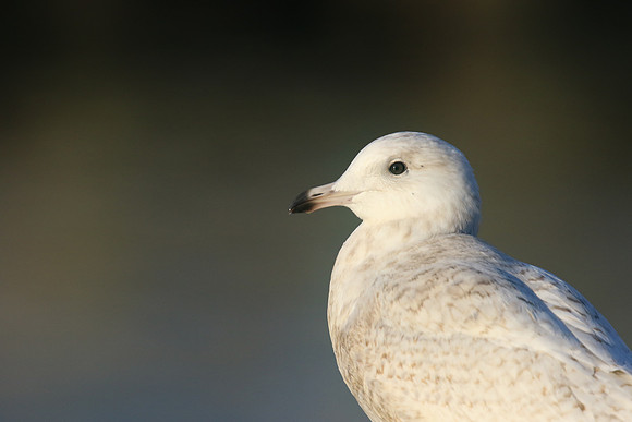 Iceland Gull, (1st Winter) Newlyn Harbour, February 2018