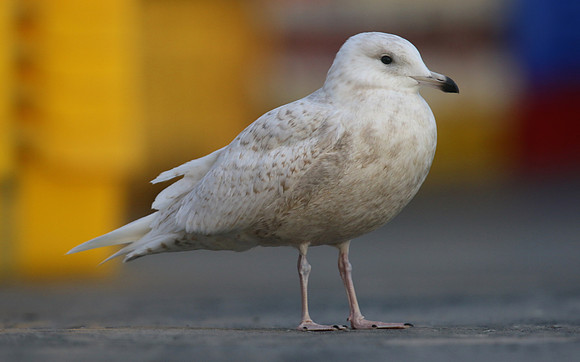 Iceland Gull, (1st Winter) Newlyn Harbour, February 2018
