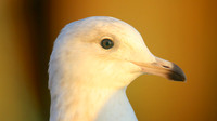 Iceland Gull