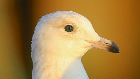 Iceland Gull, (1st Winter) Newlyn Harbour, February 2018
