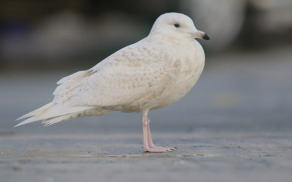 Iceland Gull, (1st Winter) Newlyn Harbour, February 2018