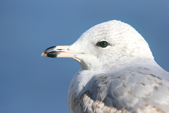 Ring-billed Gull (1st Winter) Ternance Pool, Newquay, February 2018