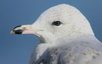 Ring-billed Gull (1st Winter) Ternance Pool, Newquay, February 2018