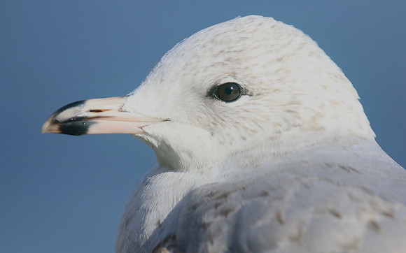 Ring-billed Gull (1st Winter) Ternance Pool, Newquay, February 2018