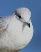 Ring-billed Gull (1st Winter) Ternance Pool, Newquay, February 2018