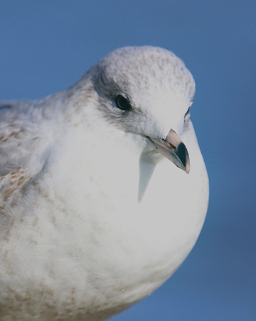 Ring-billed Gull (1st Winter) Ternance Pool, Newquay, February 2018
