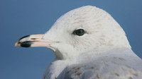 Ring-billed Gull (1st Winter) Ternance Pool, Newquay, February 2018