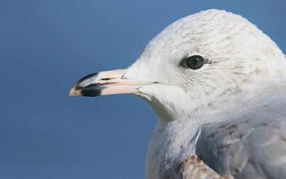 Ring-billed Gull (1st Winter) Ternance Pool, Newquay, February 2018