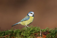 Blue Tit, Milbury Heath, January 2018.