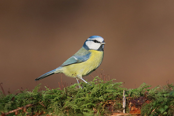 Blue Tit, Milbury Heath, January 2018.