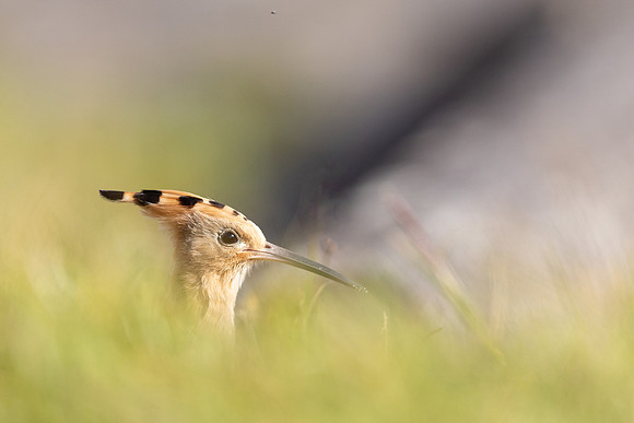 Hoopoe, Swansea, October 2024