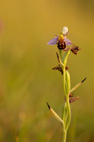 Bee Orchid, Oldbury, June 2022