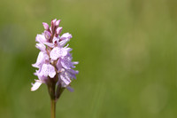 Heath Spotted-orchid, Vicarge Farm, June 2024