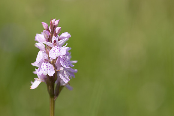 Heath Spotted-orchid, Vicarge Farm, June 2024