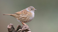 Accentors