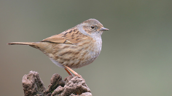 Dunnock, Forest of Dean, February 2018.