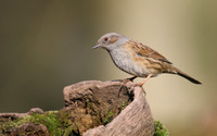 Dunnock, Forest of Dean, February 2018