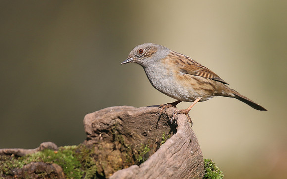 Dunnock, Forest of Dean, February 2018