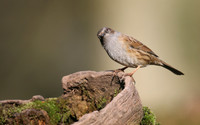 Dunnock, Forest of Dean, February 2018