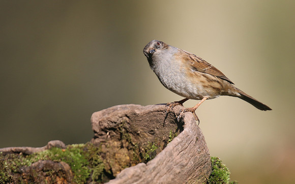 Dunnock, Forest of Dean, February 2018