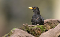 Blackbird (Male) Forest of Dean, February 2018