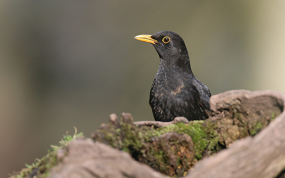Blackbird (Male) Forest of Dean, February 2018