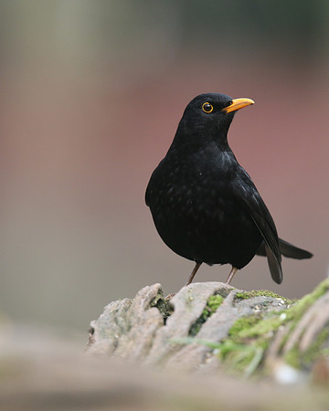 Blackbird (Male) Forest of Dean, February 2018