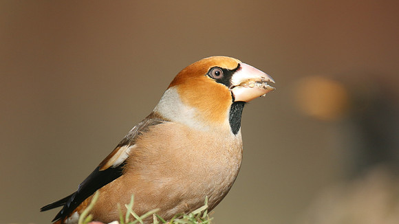 Hawfinch (Male) Forest of Dean, February 2018
