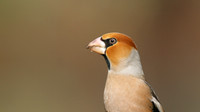 Hawfinch (Male) Forest of Dean, February 2018