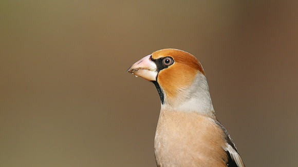 Hawfinch (Male) Forest of Dean, February 2018
