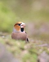Hawfinch (Male) Forest of Dean, February 2018