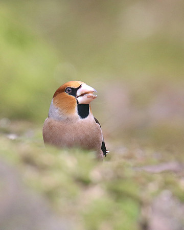 Hawfinch (Male) Forest of Dean, February 2018