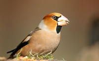 Hawfinch (Male) Forest of Dean, February 2018