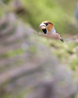 Hawfinch (Male) Forest of Dean, February 2018