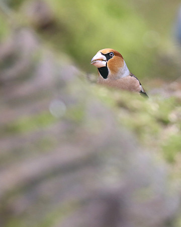 Hawfinch (Male) Forest of Dean, February 2018