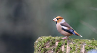 Hawfinch (Male) Forest of Dean, February 2018