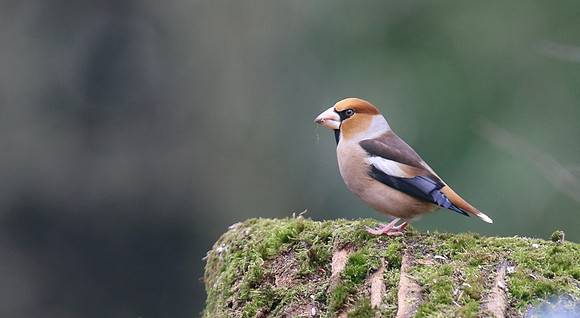 Hawfinch (Male) Forest of Dean, February 2018