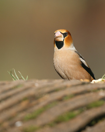Hawfinch (Male) Forest of Dean, February 2018