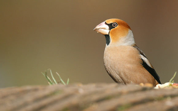 Hawfinch (Male) Forest of Dean, February 2018