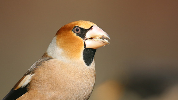 Hawfinch (Male) Forest of Dean, February 2018.