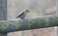 Common Crossbill, Forest of Dean, February 2018.