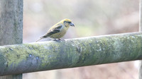 Common Crossbill, Forest of Dean, February 2018
