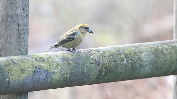 Common Crossbill, Forest of Dean, February 2018